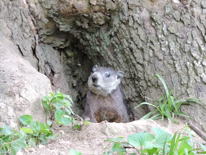 animals that hibernate