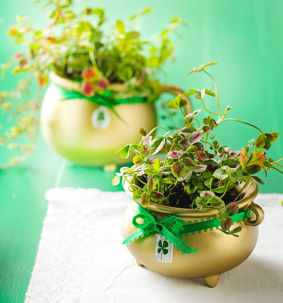 shamrock plant