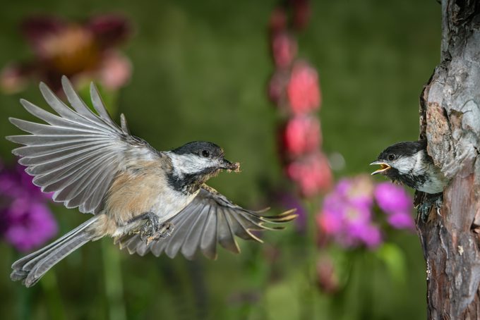 chickadee feeding chicks