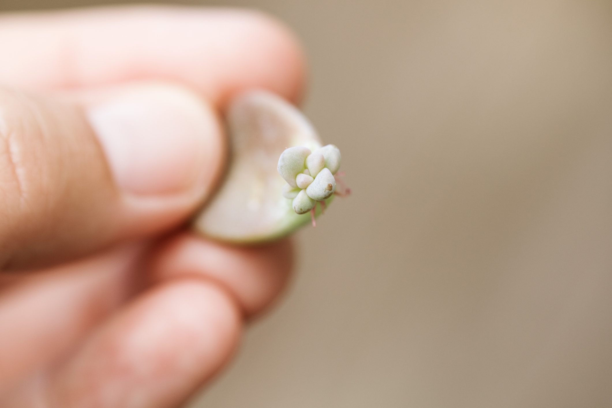 close up of propagated succulent
