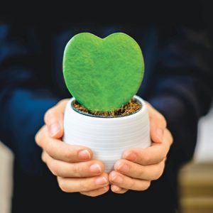 Close Up Of Hand Holding Heart Shaped Succulent Plant,hoya Kerrii Plant Pot