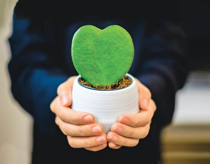 5 Heart-Shaped Indoor Plants Your Valentine Will Love