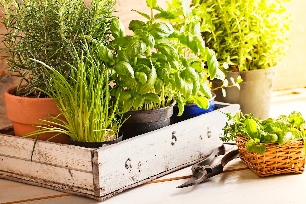 Mixed Herbs In Pots