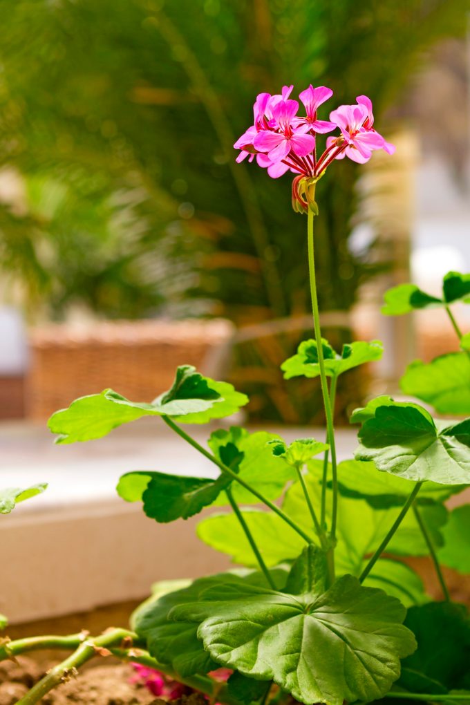 Geranium, winter garden ideas