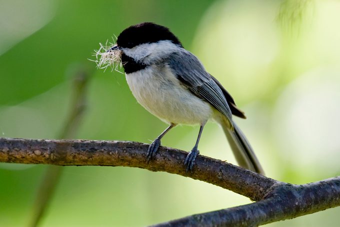 Carolina Chickadee (Poecile carolinensis) With Nesting Material