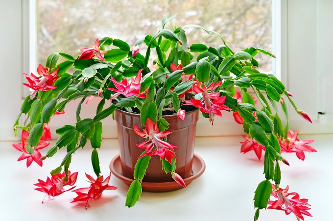 Christmas Cactus (schlumbergera)