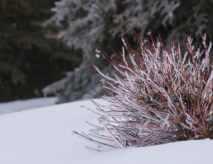 Ice Encrusted Dogwood Bush