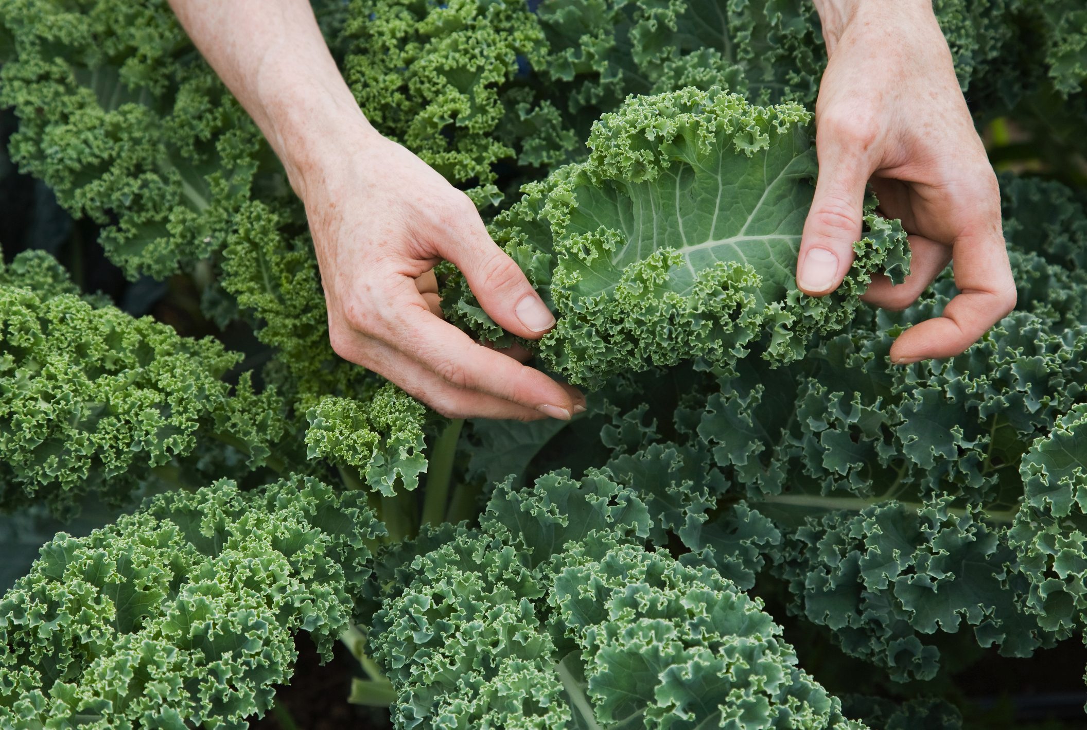 spring vegetables, Farm worker inspecting organic kale leaves