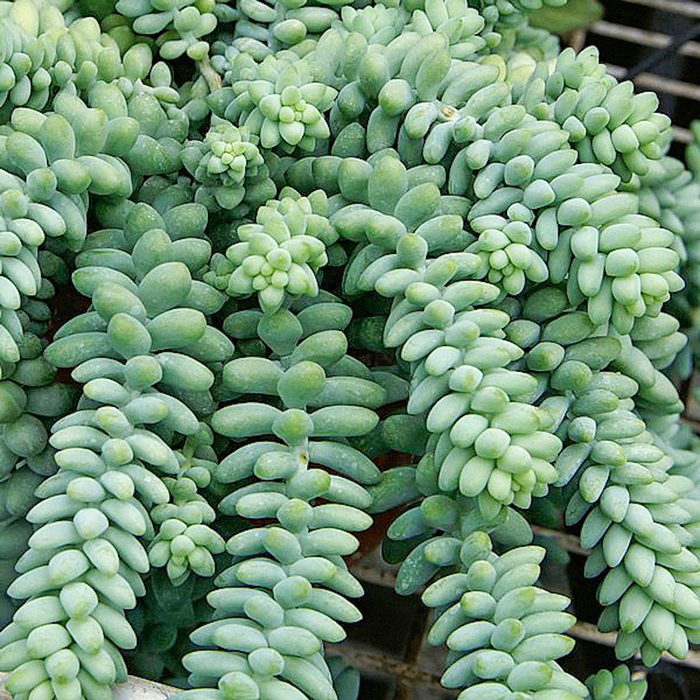 Sedum burrito, pet friendly plants