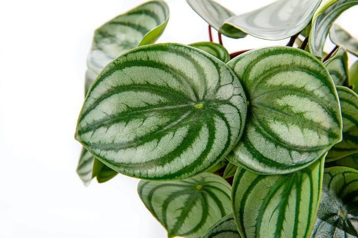 Peperomia Argyreia Watermelon Silver