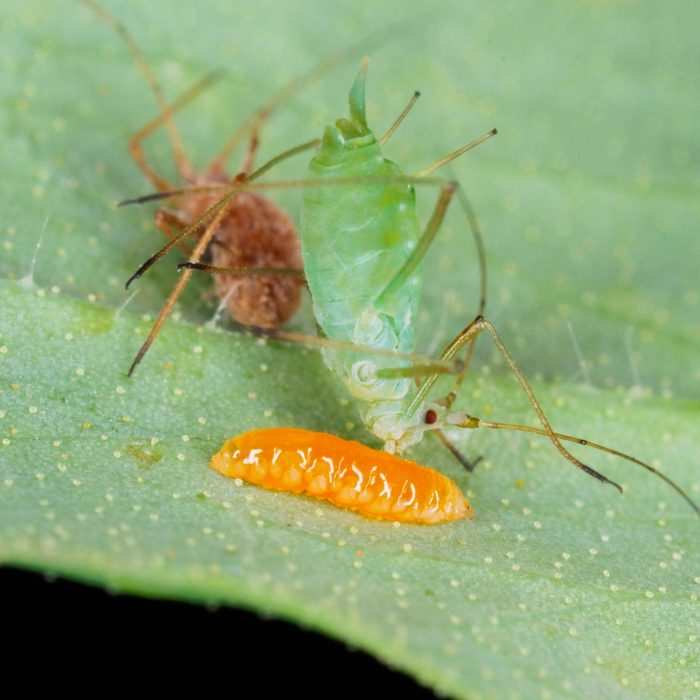 Shutterstock 1068068408 Larva