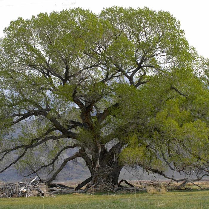 Shutterstock 11026846 Cottonwood