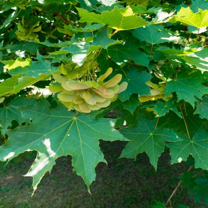 Shutterstock 1108391726 Leaves