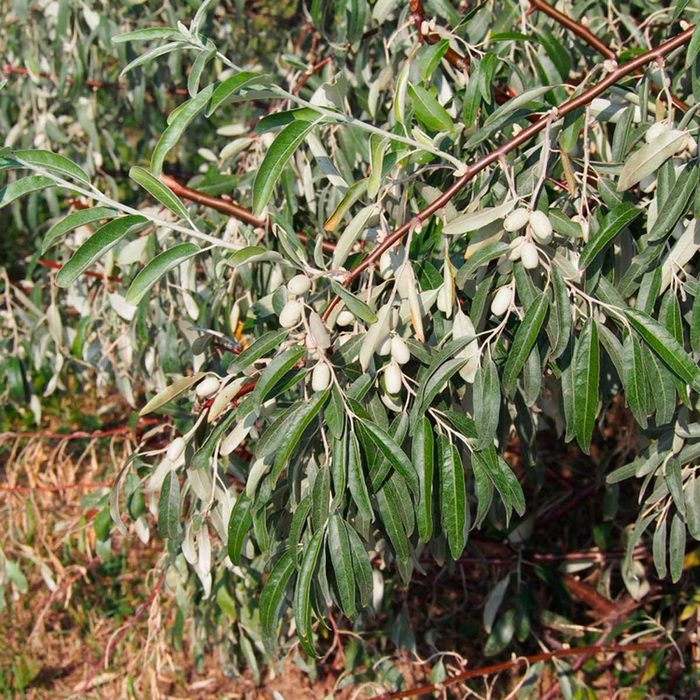 Shutterstock 1121250830 Olive