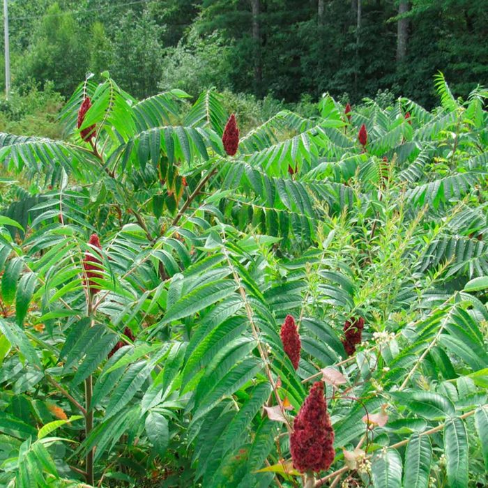 Shutterstock 1152252512 Sumac