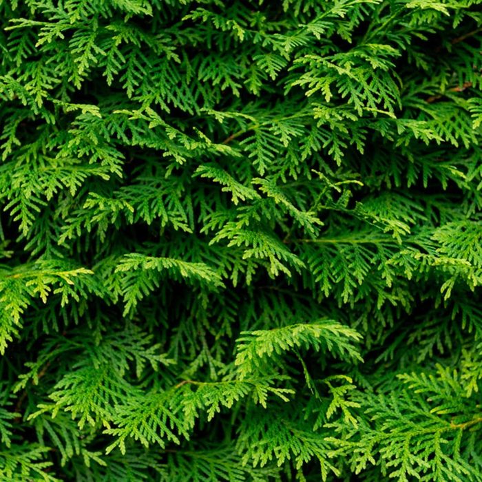 Shutterstock 1158809788 Green