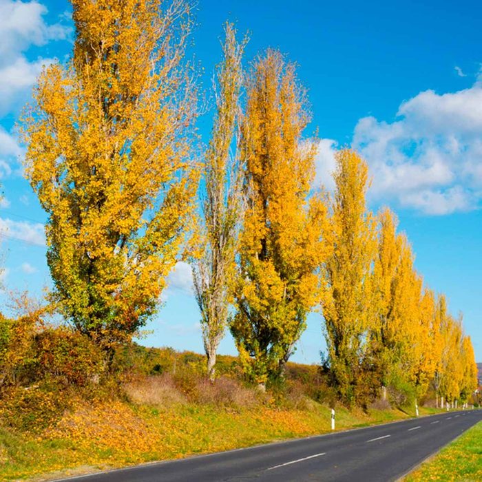 Shutterstock 1160093173 Yellow