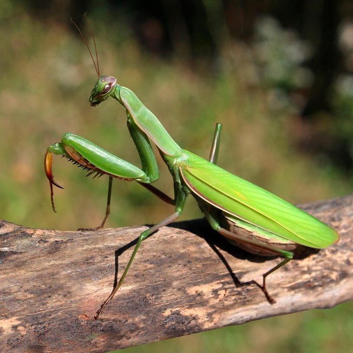 Shutterstock 156169973 Mantis