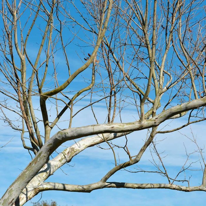 Shutterstock 242099632 Tree