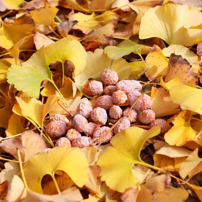 Shutterstock 341355356 Fruits