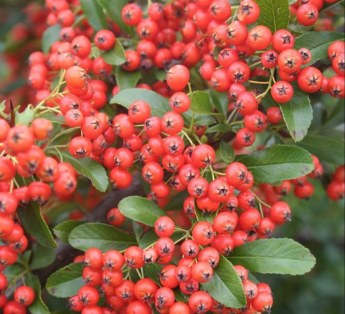 Scarlet firethorn