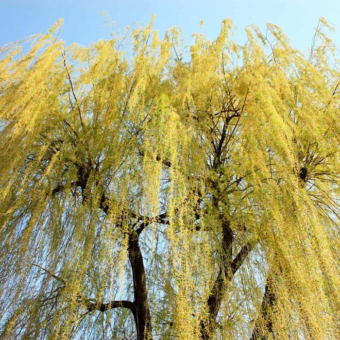 Shutterstock 53683963 Willow