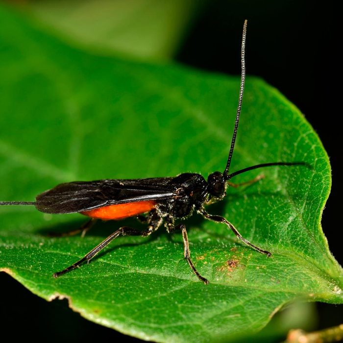 Shutterstock 626352878 Braconid
