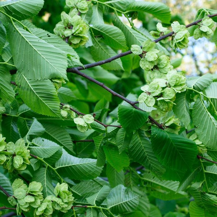 Shutterstock 631113749 Foliage