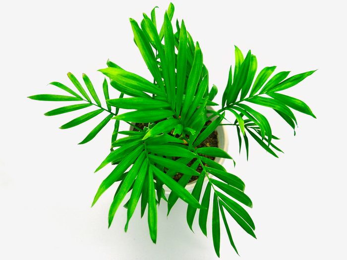 Parlor palm