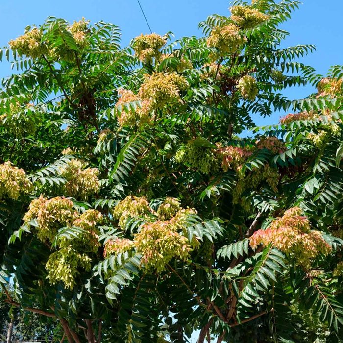 Shutterstock 767018098 Branches