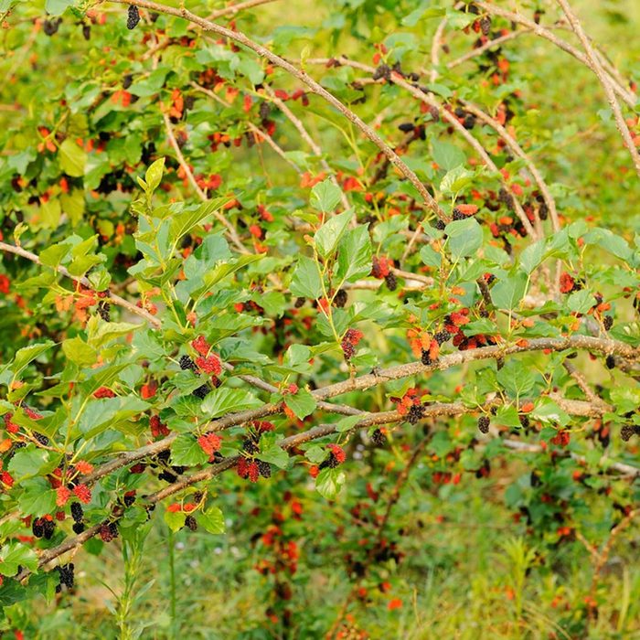 Shutterstock 99944651 Berries