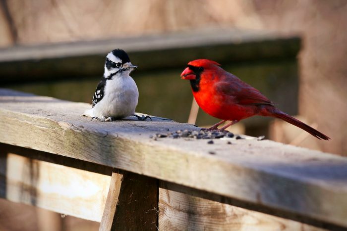 funny bird pictures