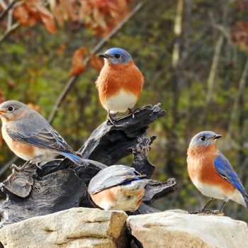 western bluebird vs eastern bluebird
