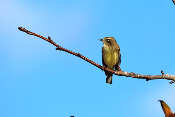 palm warbler