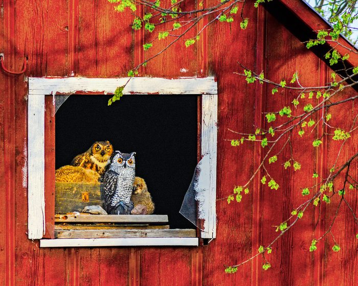 17 Bradmoser Bbxmar20, great horned owl, funny bird pictures