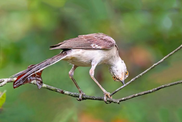 17 Jennyburdette Bbas19, mockingbird, funny bird photos