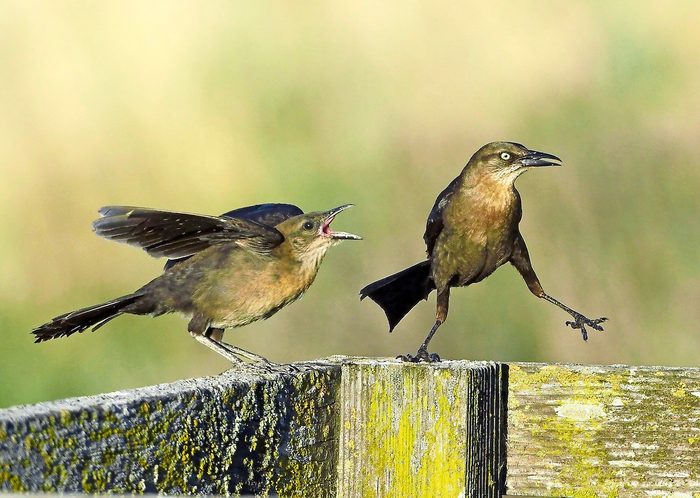 17 Lesliescopes Bbxmay21, great-tailed grackle, funny bird pictures