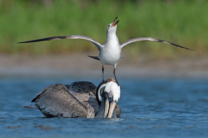 17 Peterbrannon Bbjj19, laughing gull, pelican, funny bird pictures