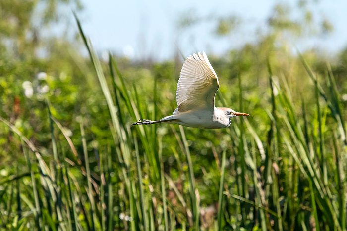 Cattle Egret In Flight