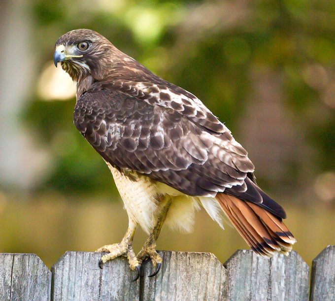 red tailed hawk, hawk identification