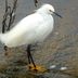 Made to Wade: All About Wading Birds