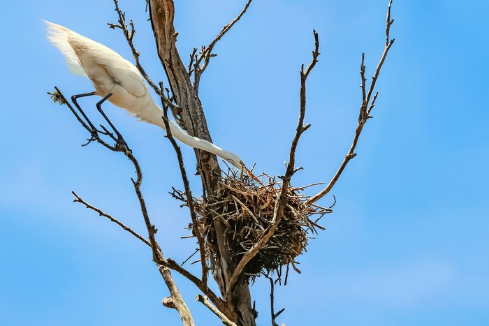 252270272 1 Kelly Bilu Bnb Bypc2020, great egret, wading bird