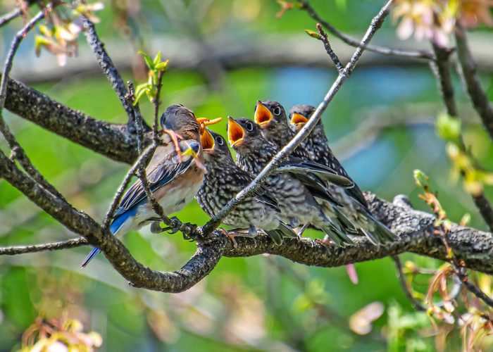 252626746 1 Karla Mayberry Bnb Backyard Photo Contest V2, baby bluebirds