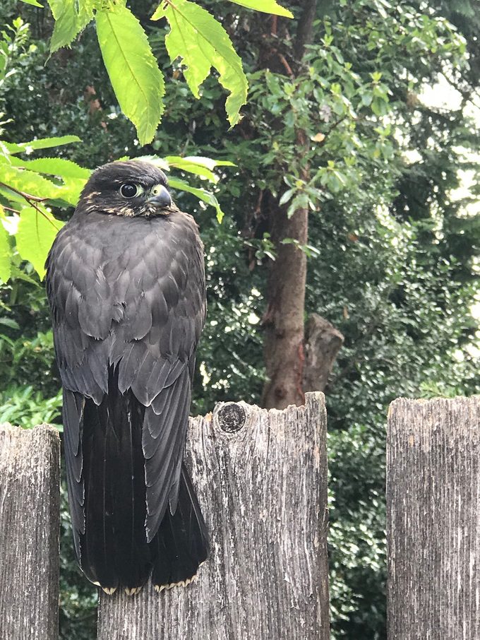 merlin falcon, hawk identification