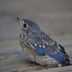 15 Totally Adorable Baby Bluebird Pictures