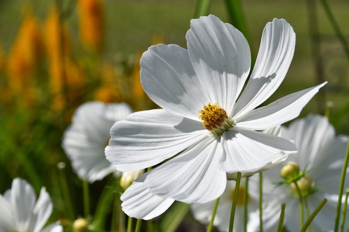 cosmos