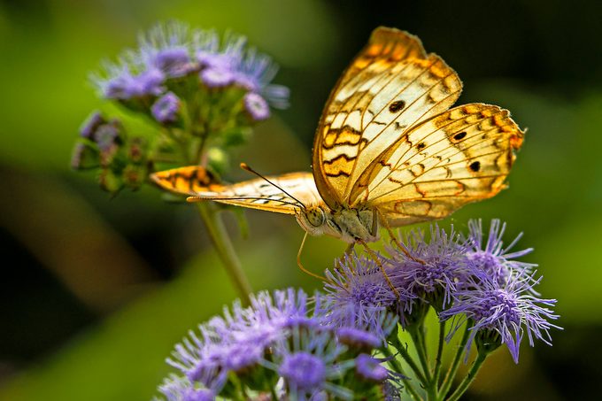 White peacock butterfly