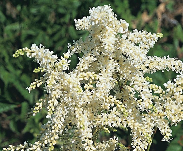 Astilbe