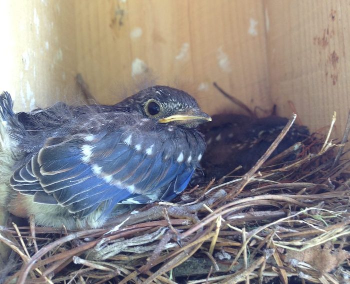 Bnbbyc16 Ann Conway 001, baby bluebird