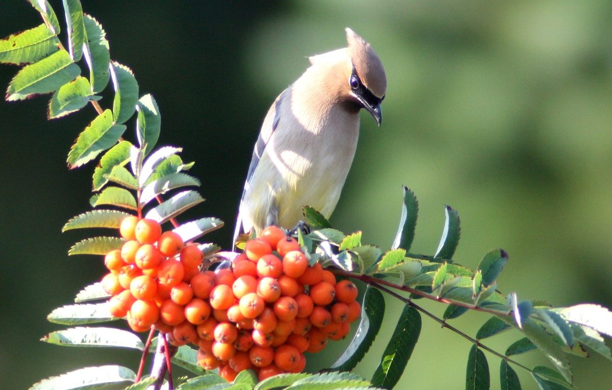 mountain ash and cedar waxwing